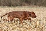 SETTER IRLANDAIS 491